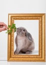 Rabbit decorative gray in a gold frame frame. Royalty Free Stock Photo