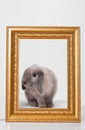 Rabbit decorative gray in a gold frame frame. Royalty Free Stock Photo