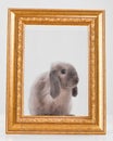 Rabbit decorative gray in a gold frame frame. Royalty Free Stock Photo