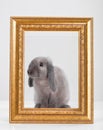 Rabbit decorative gray in a gold frame frame. Royalty Free Stock Photo