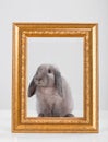 Rabbit decorative gray in a gold frame frame. Royalty Free Stock Photo