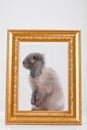 Rabbit decorative gray in a gold frame frame. Royalty Free Stock Photo