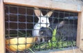 The rabbit, doe-rabbit, black, white, sit in a cage