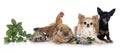 rabbit, dogs and chicken