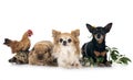 rabbit, dogs, turtle and chicken Royalty Free Stock Photo