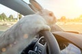 Rabbit drives a car, he is at the driver seat behind the steering wheel. Hare driver.. White Easter bunny rides to give gifts.