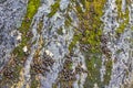 Rabbit droppings shit poop stone rock texture green moss Norway