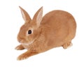 Rabbit Royalty Free Stock Photo