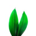 Rabbit ears made of natural green tropical textured leaves on white background.