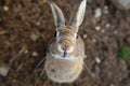 rabbit ears up, sniffing camera from above Royalty Free Stock Photo