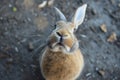 rabbit ears up, sniffing camera from above Royalty Free Stock Photo