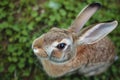 rabbit ears up, sniffing camera from above Royalty Free Stock Photo