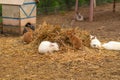 Rabbit brown bunny easter nature white background fluffy green cute, concept rodent pet for small from fur grass, eyes