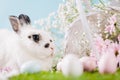 Rabbit and Easter decorations on spring background