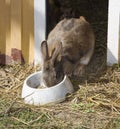 Rabbit eating Royalty Free Stock Photo