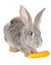 Rabbit eating carrot