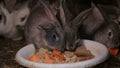 A rabbit is eating carrot that is shared by human