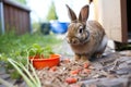 rabbit eating from a feed bowl