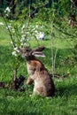 Rabbit eating flowers cherry