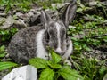 The Rabbit is eating Food with his Little Teeth Royalty Free Stock Photo