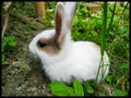 The Rabbit is eating Food with his Little Teeth Royalty Free Stock Photo