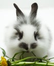 Rabbit eating a grass Royalty Free Stock Photo