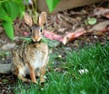 Rabbit Eating Grass Royalty Free Stock Photo