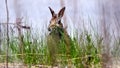 A rabbit is eating grass in a field Royalty Free Stock Photo