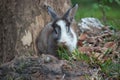 Rabbit eating grass in the garden