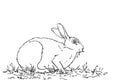 Rabbit eating grass, Hand drawn