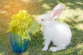 Rabbit eating green salad Royalty Free Stock Photo