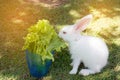 Rabbit eating green salad Royalty Free Stock Photo