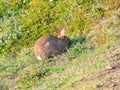 A rabbit eating plants of the sparse coastal vegetation at Lizard Point in Cornwall Royalty Free Stock Photo
