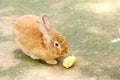 Rabbit eating rabbit food