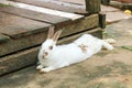 Rabbit eating rabbit food