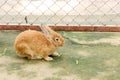 Rabbit eating rabbit food