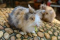 Rabbit eatting food on the rock in farm at thailand