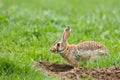 rabbit emerging from a dirt burrow in a grassy field Royalty Free Stock Photo