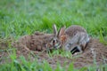 rabbit emerging from a dirt burrow in a grassy field Royalty Free Stock Photo