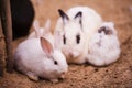 Rabbit family