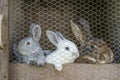 Rabbit family in cage Royalty Free Stock Photo