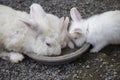 Rabbit family eating food