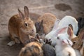 rabbit family eating vegetable in zoo