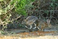 A Rabbit Family hopping around the bushes.