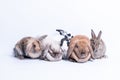 Rabbit family Many species, fluffy hair, long ears, round fat body Royalty Free Stock Photo