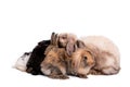 Rabbit family Many species, fluffy hair, long ears, round fat body On white background Royalty Free Stock Photo