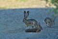 A Rabbit Family having some relaxed time