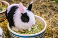Rabbit in farm