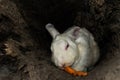 Rabbit in farm