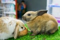 Rabbit in farm